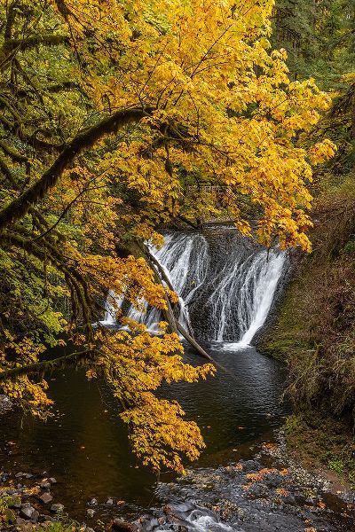 Jaynes Gallery 아티스트의 USA-Oregon-Silver Falls State Park Lower South Falls waterfall landscape작품입니다.